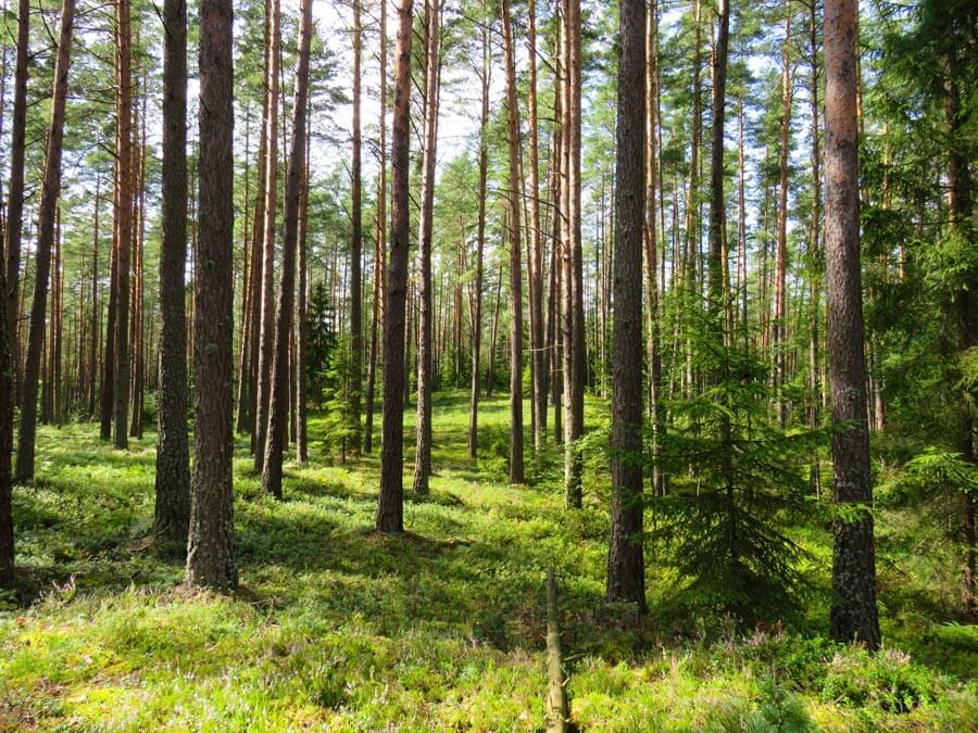 Nutzwald für Holz als nachhaltiger Rostoff